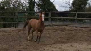 Mossie Coleman's Horse