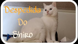 Despedindo Do Meu Gatinho Shiro!(Ficou No Japão Até final do Ano)