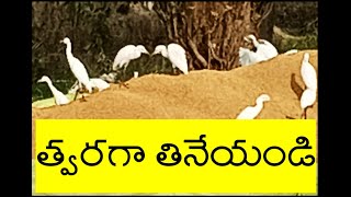 WONDERFUL NATURE| అబ్బ భోలెడంత తిండి..కాని .భయం| BIRDS FEAR  #shorts #shortsfeed  ప్రకృతి పక్షులు |