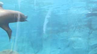 More Sea Lions Swimming