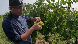 Hubers Orchard & Winery - Grapefruits Picking