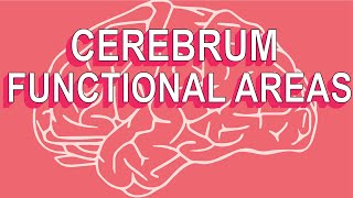 Cerebrum: Functional Areas