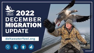 December 2022 Migration Update | Delta Waterfowl