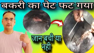 बकरी के पेट में हुआ छेद  टांके लगाने पड़े  ।। Suturing in Goat ।।