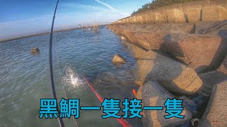 磯釣 手拉線搏黑鯛