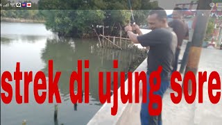 strike di ujung sore.ikan ini penuh perlawanan@angler amatiran30