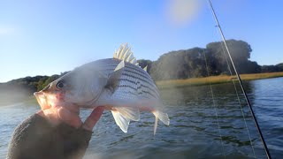 Fishing Porgies and Lots of Striped Bass 9/19/2020