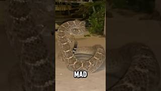 Rattlesnake Bites His Dog!