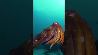 Alien fish caught in 4K deep in the ocean #adventure #travelvlog #sea #tour