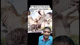 बिल्ली और बज दोनों का लड़ाई। #ytshorts #animals #viralvideo