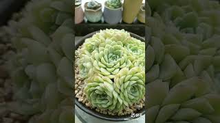 Satisfying Succulent Diy #89