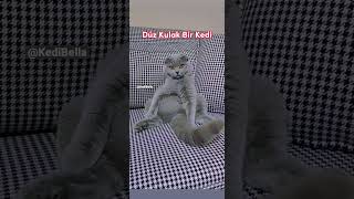 Scottish Fold Özelliği #cat #akış #kitten #pişik #keşfet #kediler #challenge #eğlence #keşfetteyiz