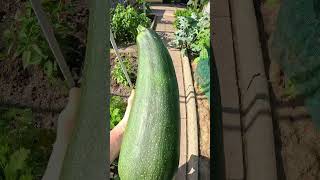 Riesen Zucchini!!!