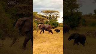 A Elephant Family Moving Ahead #wildlife #youtubeshorts #elephantfamily