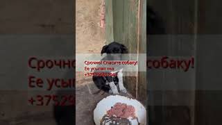 Спасите собаку, щенка от смерти! Собаку усыпят в отлове!