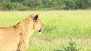 Heart Warming Reunion Between Lost Cubs and Mother