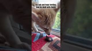 how the fennec fox deals with huge bugs), he just eats them) / съесть жука? Ззззапросто!)