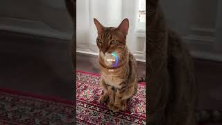 Cat turns into cartoon!🤩 #bengalcat #catvideos #cats