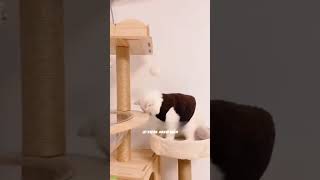 🐈 ew Funny Cats | Funny Cats Videos 😸🐶 #LifeandCats #HappyCats Episode 5247