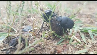 Dung beetle hitching a ride