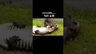 2 Crocodiles Fierce Fight For Food #crocodile #wildanimals #animals #shorts