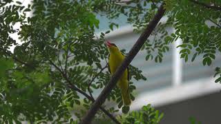 Singapore Black-naped Oriole Bird Calling