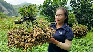 Harvesting peanuts - Making the most popular traditional roasted peanut dish | Ly Thi Tam