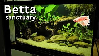 Best tank for Betta fish? Step by step aquascape tutorial!