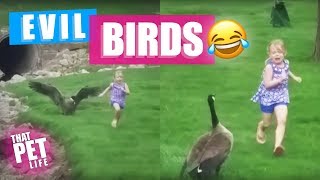 Birds Are Evil | Try Not to Laugh Challenge - Funny Animal Compilation