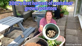 Harvesting new potatoes grown in 30L pots.