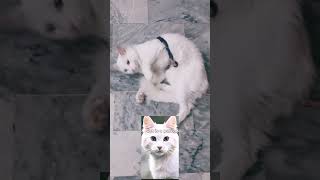 Benefits of cats in Islam #Cats #shortvideo