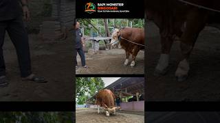 Sapi monster Singosari #sapicalonkontes #sapilimosinjumbo #sapi #sapisimentaljumbo #sapijumbo