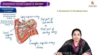 11. Anastomosis around scapula and shoulder Anatomy : MBBS Lecture