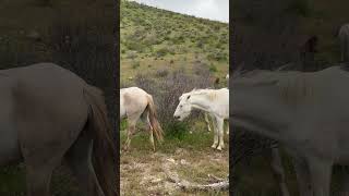 Beautiful Wild Horses 🐎 #majestichorses #horsevideo #nature #wildanimal #wildmustang #mustangs