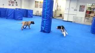 Fun at Puppy Party