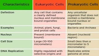 Cells and their examples