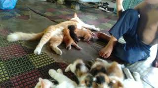 #kucingmanja #kucingcomel                      baby dan meow meow beliau tak dapat di pisahkan🐈🐈🐈