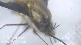 Macro Stills April 2014 Beefly Bombyliidae