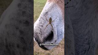 Spider and donkeys. #shorts #spider #donkey