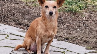 Собака размером с кошку с огромной опухолью😢 Дорога в Москву 🙏