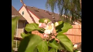 Apple flower blossoms   A closer look