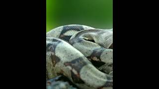 Boa Constrictor: Large, non-venomous snake, constricts prey, South and Central America.