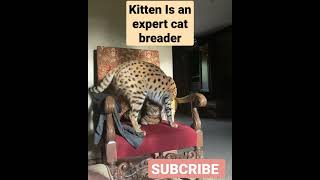 kitten is an expert breader🐱😻