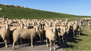 Chased by hundreds of German sheep // visiting Ost Friesland