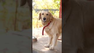 ゴールデンレトリバーの可愛すぎる解説 #shorts #goldenretriever