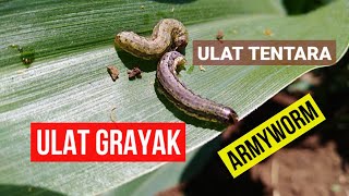 ulat grayak