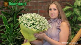 Flowers МИЛЫЕ РОМАШКИ 1920х1080 Full HD