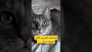 قطط لطيفة و صغيرة #2023 #اشتراك #لايك #cute_cat #cute #shorts #cute_cats #قطط_جميلة #cats