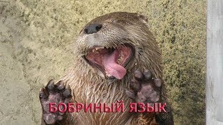 BF4 - Бобриный язык (Stream)