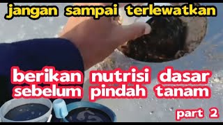 Part 2 : Penaburan ARANG SEKAM Pada Lubang Tanam Sekaligus Pengocoran POWERSOIL  + TRICHODERMA)